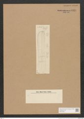 Homoeocladia sp. (de-Toni-Nr.: Genus 48) Zeichnungen Sammlung Grunow Nr. 4424 (NHMW-BOT-W0372581)